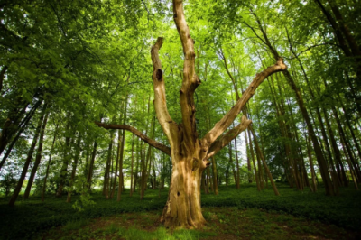 雅居樂(lè)集團(tuán)簽署“低碳公章”，將環(huán)保進(jìn)行到底